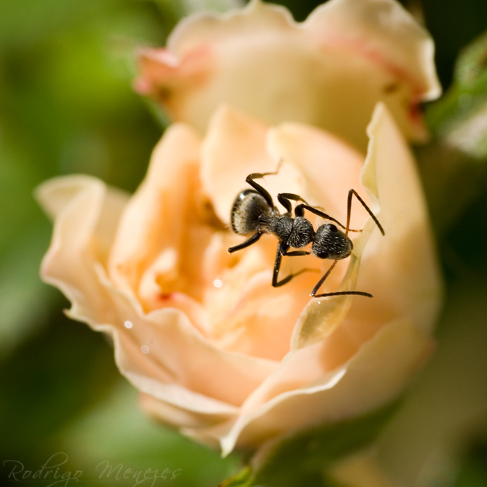 Ant on Rose I