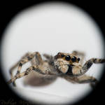 Wall Jumping Spider Portrait by ironmanbr