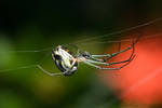 Spider on Web by ironmanbr