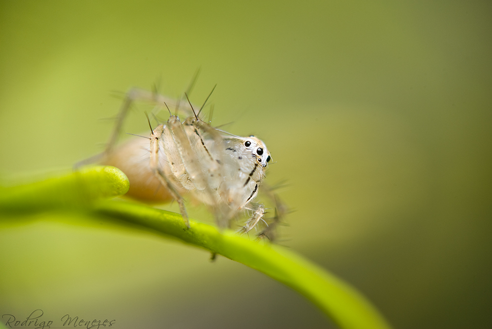 Little Lynx Spider