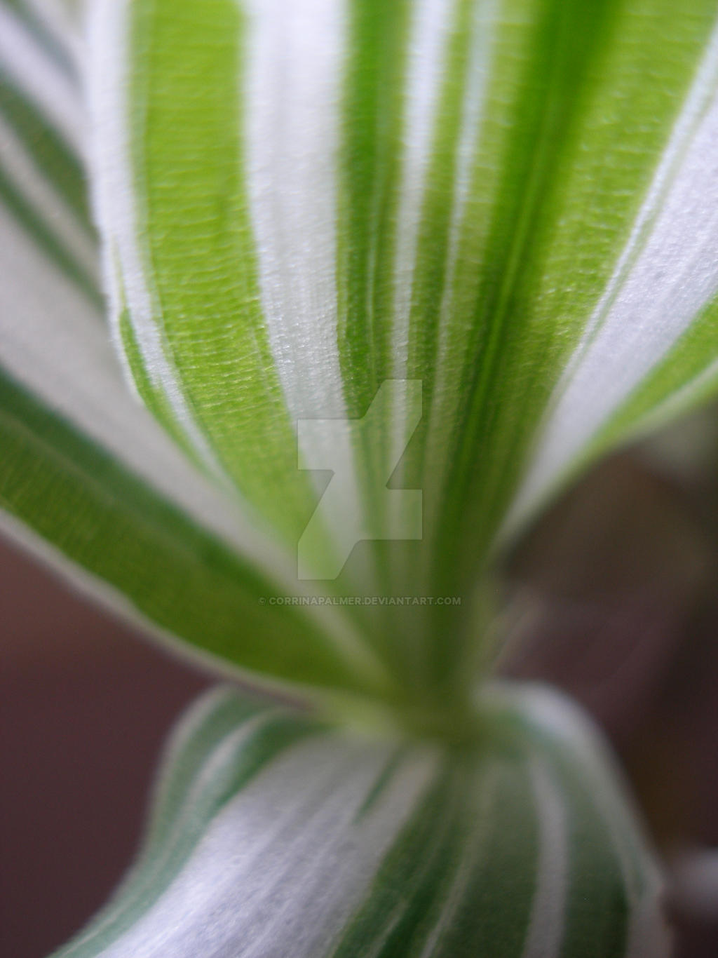 Plant Macro