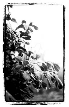 Icicile leaves