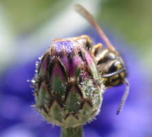 Wasp on the flower 1 close-up