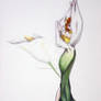 The Callas Lily