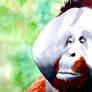 International Orangutan Day 2020