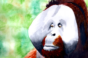 International Orangutan Day 2020