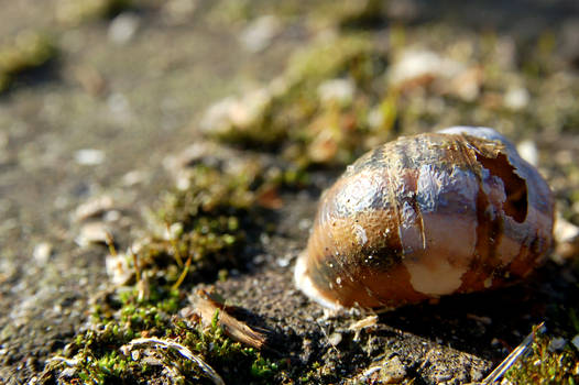 Snail's shell