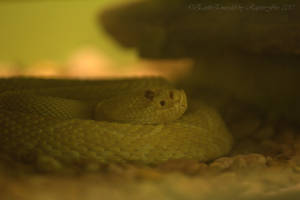 Albino Eastern Diamondback Rattlesnake