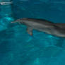 Winter the Dolphin 3