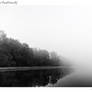 Foggy Morning