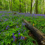 Any Colour but Blue