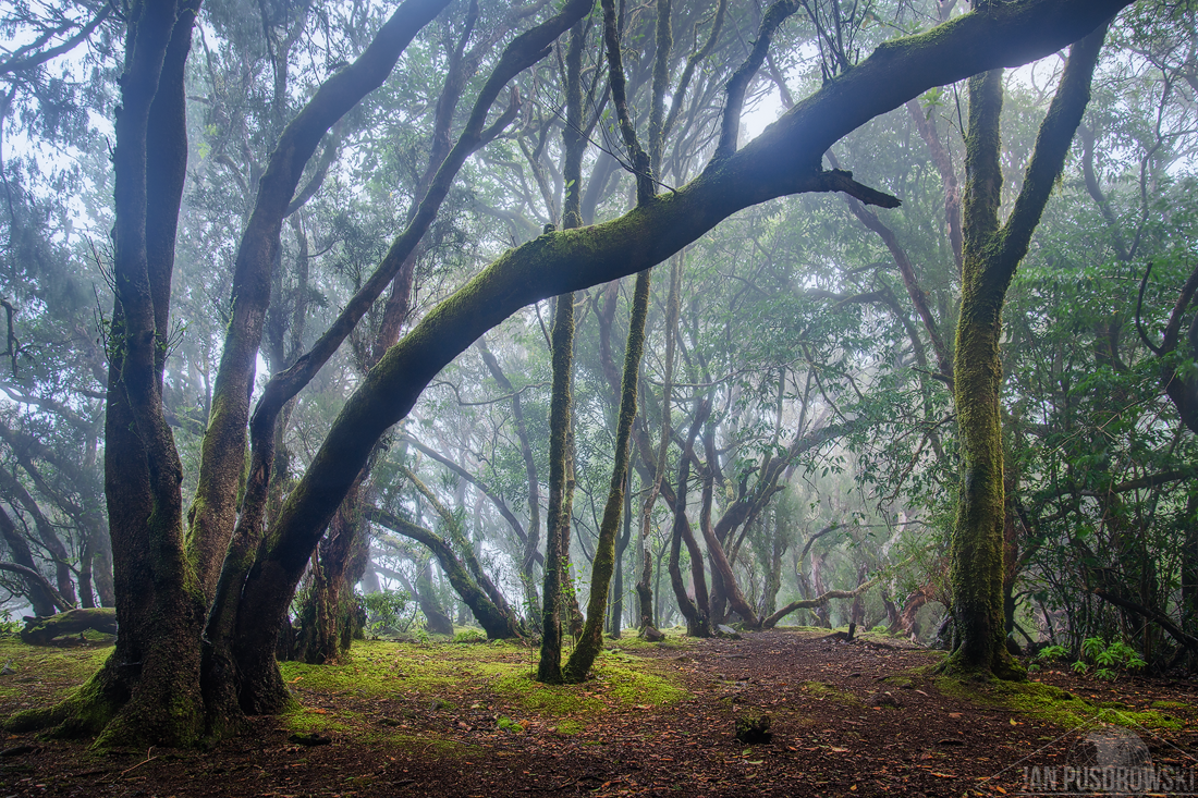 If these Trees could Talk