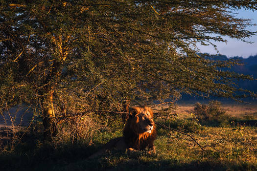 Lion's Mane