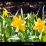 Daffodils