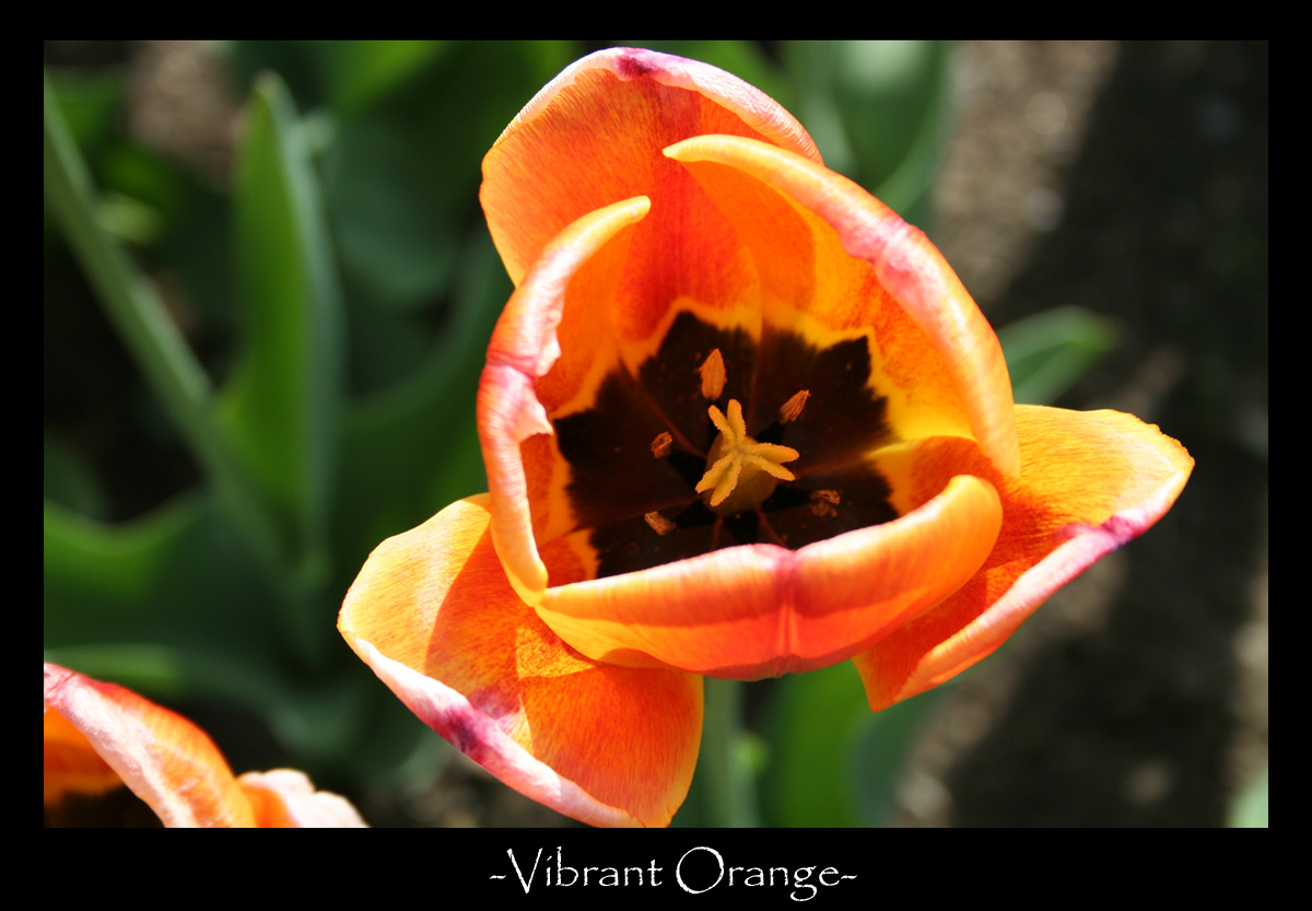 Vibrant Orange