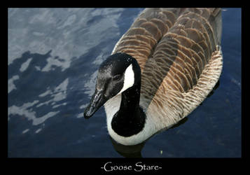 Goose Stare