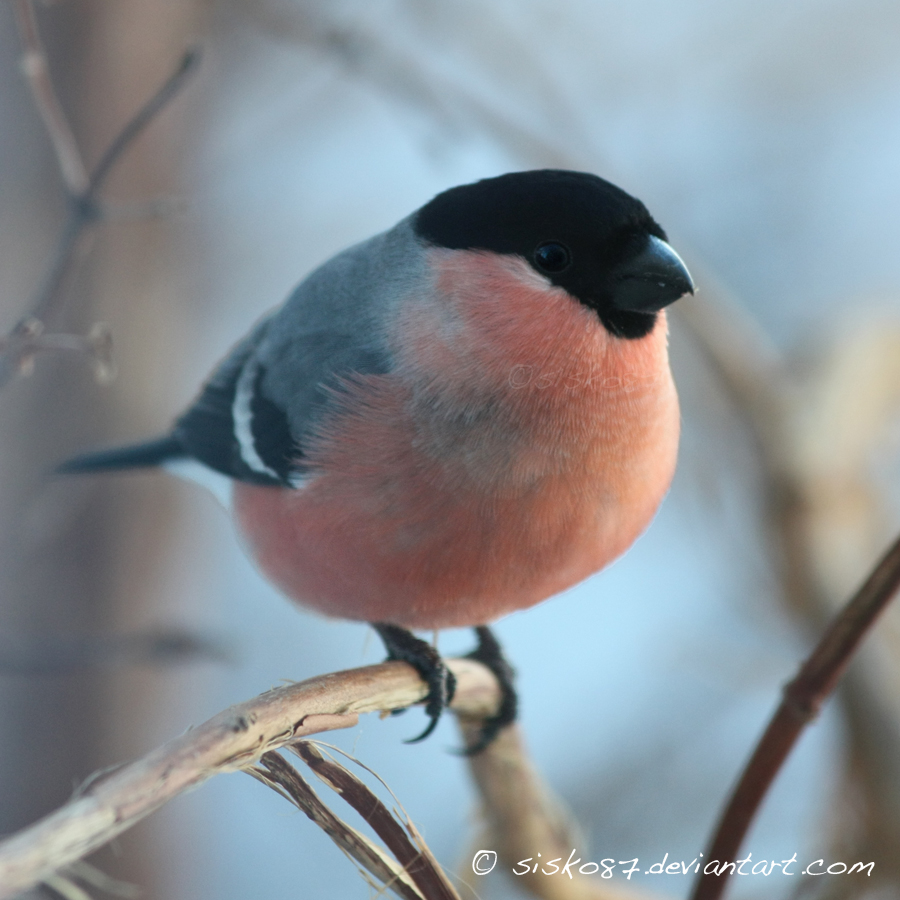 Pyrrhula pyrrhula by sisko87 on DeviantArt