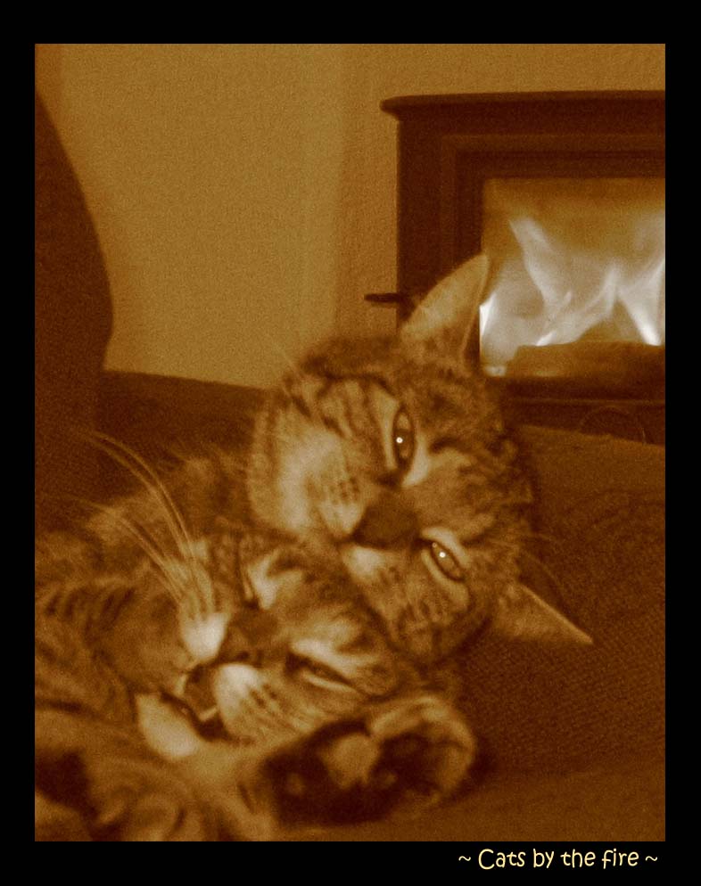 Cats by the fire