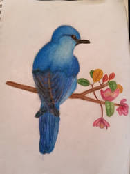 Mountain Bluebird