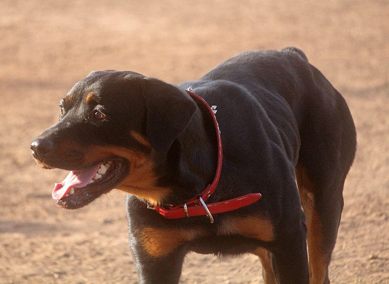 Rottie Raptor Rottie by RoyalRuse on DeviantArt