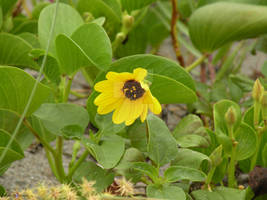 beach flowers 2