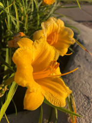 Lilies in the Morning 2