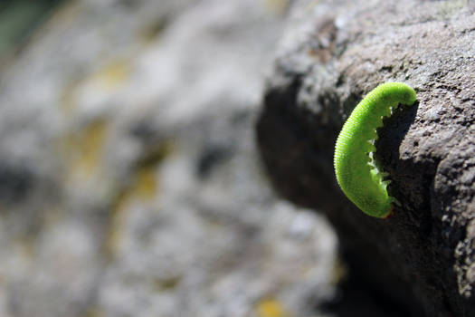 caterpillar