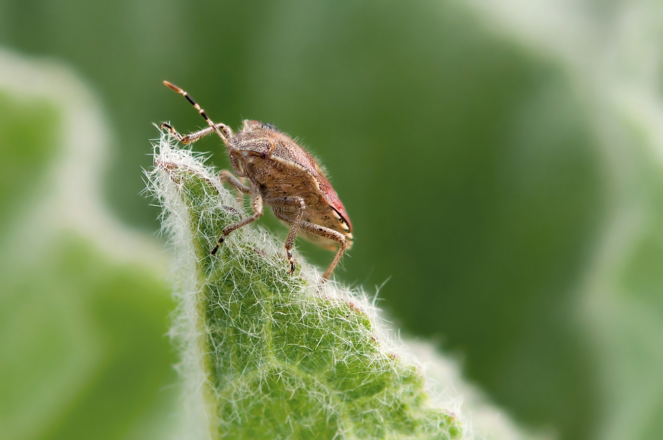 Dolycoris baccarum