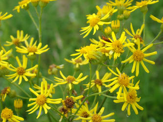 yellow flowers