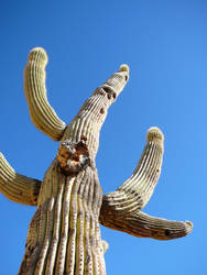 saguaro