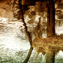 Reflections on the Golden Pool