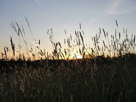 Sunset through the Meadow