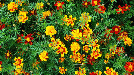 marigolds