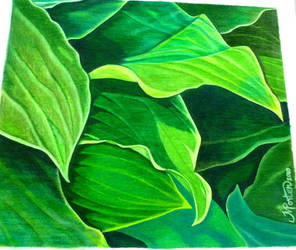 Hostas