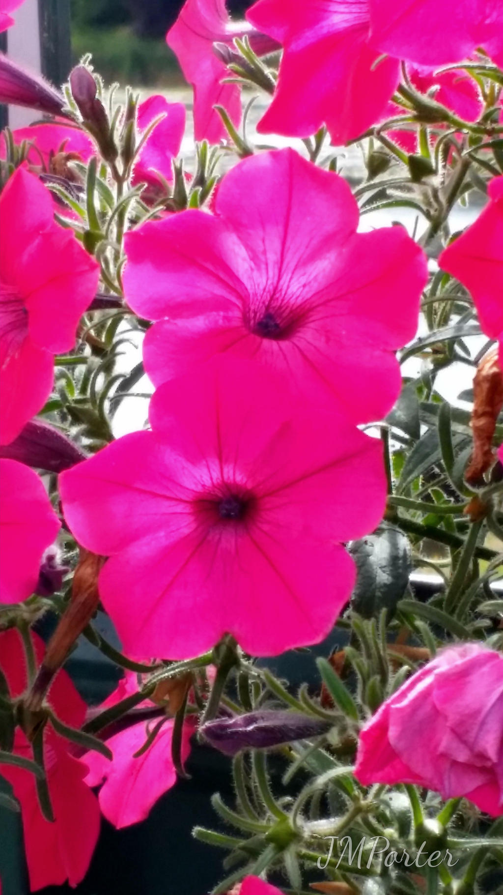 Perfect Pink Petunias Posing