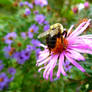 Tasty Fleabane Daisy