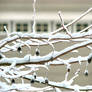 Ornamental Pear in Snow