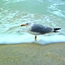 Foamy Seagull