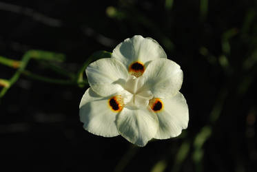 White Flower