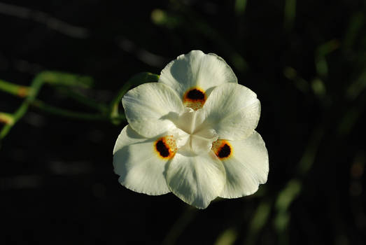 White Flower