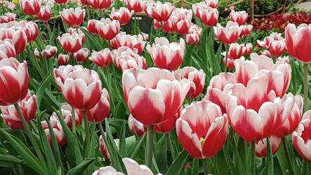 Timeless Tulips