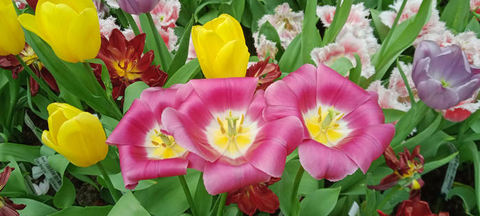 Triplet Tulips