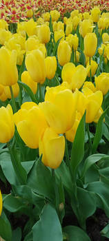 Tulips Mania - Yellow Flight
