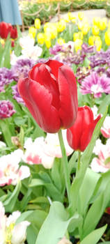 Tulip Mania - Strong Love