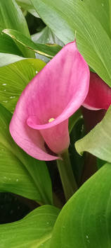 Pink Calla Lily in macro