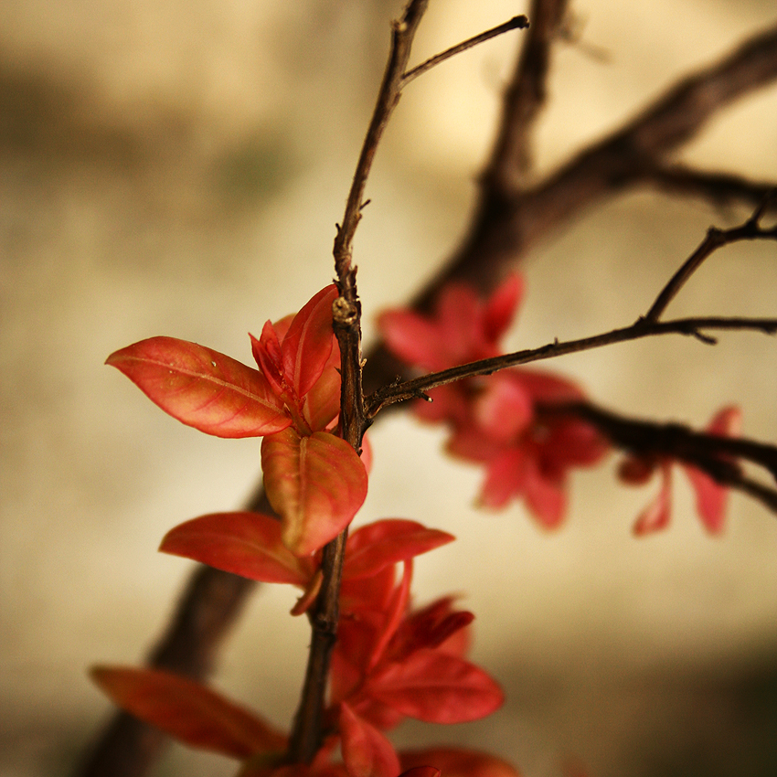 red plant