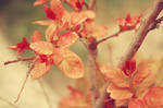 red plant 2 by lorienzeren