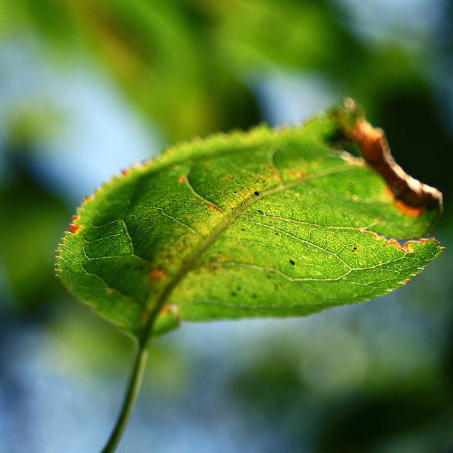 leaf me alone_3