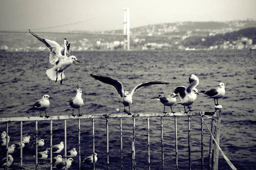 istanbul gulls