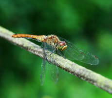 Dragonfly